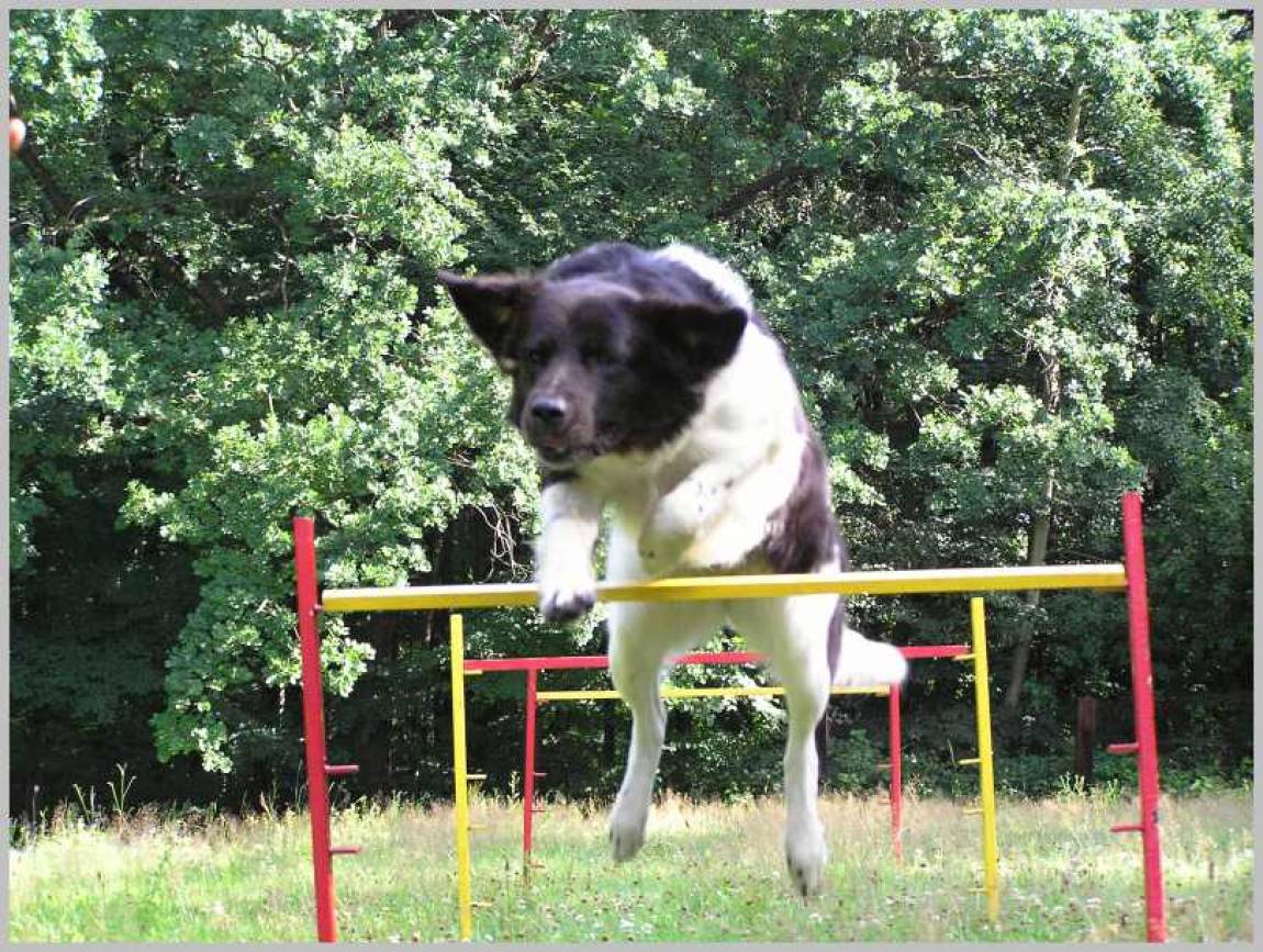 Agility