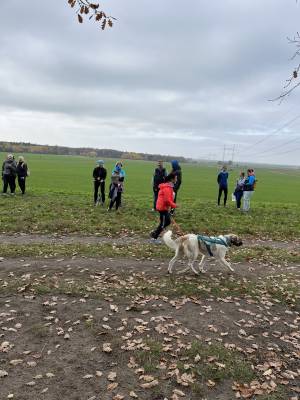 Šampionát plemen 2025 - canicross