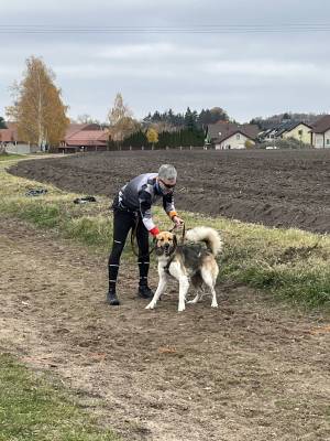 Šampionát plemen 2025 - canicross