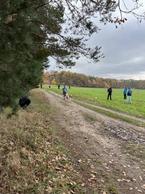 Šampionát plemen 2025 - canicross