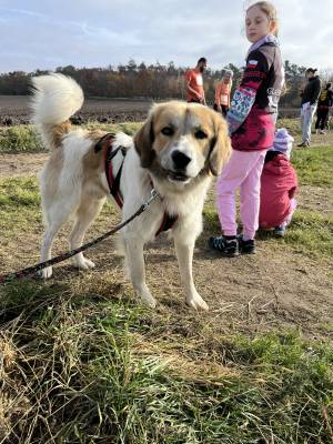 Šampionát plemen 2025 - canicross