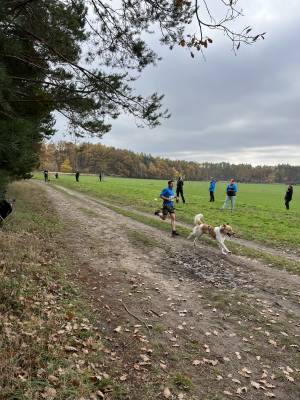 Šampionát plemen 2025 - canicross
