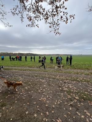 Šampionát plemen 2025 - canicross