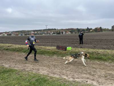 Šampionát plemen 2025 - canicross