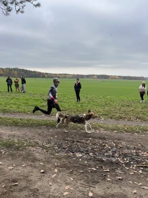 Šampionát plemen 2025 - canicross