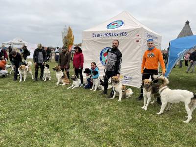 Šampionát plemen 2025 - canicross