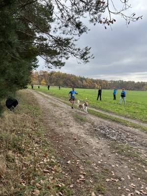 Šampionát plemen 2025 - canicross