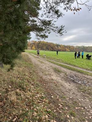 Šampionát plemen 2025 - canicross