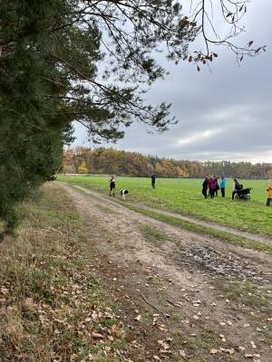 Šampionát plemen 2025 - canicross