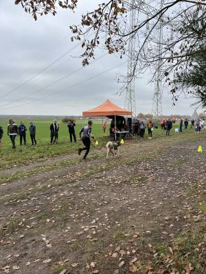 Šampionát plemen 2025 - canicross