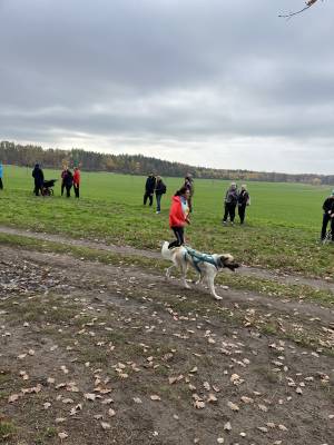 Šampionát plemen 2025 - canicross