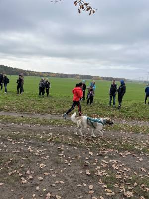 Šampionát plemen 2025 - canicross