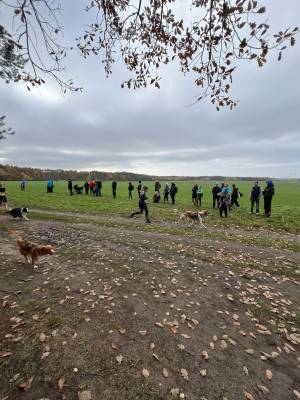 Šampionát plemen 2025 - canicross