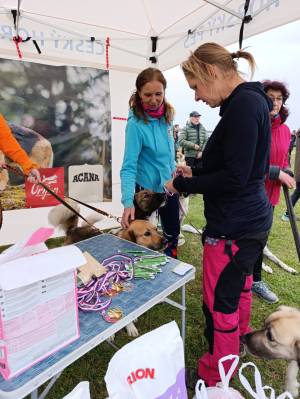 Šampionát plemen 2025 - canicross