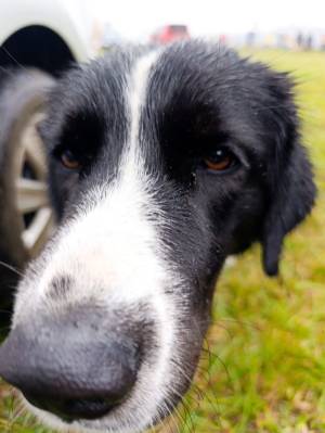 Šampionát plemen 2025 - canicross