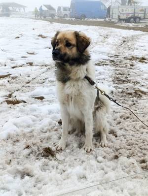 Zásadský sprint/mid 2026