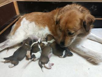 Štěňata k rezervaci a očekávána štěňata