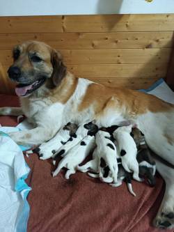 Štěňata k rezervaci a očekávána štěňata